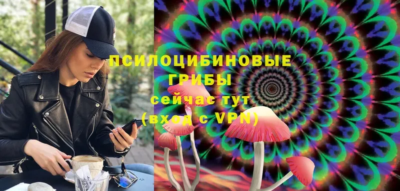 наркота  Новоалтайск  Галлюциногенные грибы Magic Shrooms 